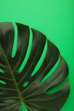 Yeşil arka planda Canavar bitkisinin büyük yeşil yaprağı. Makro fotoğraf. Üst görünüm