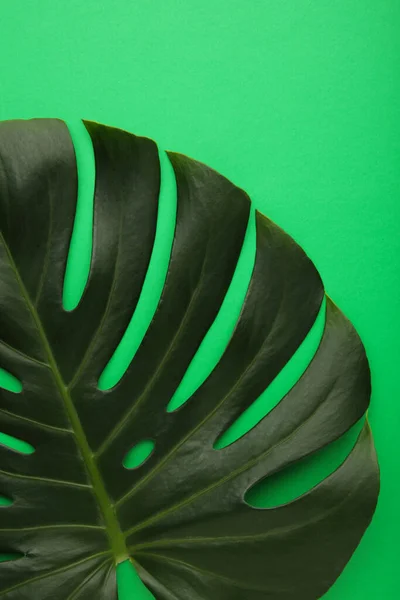 Big green leaf of Monstera plant on green background. Macro photo. Top view