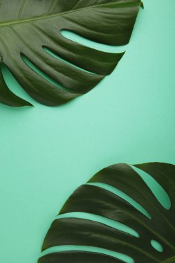 Nane arkaplanda tropik bir Monstera bırakır. Mesaj için yer var. Düz yatış, üst görünüm