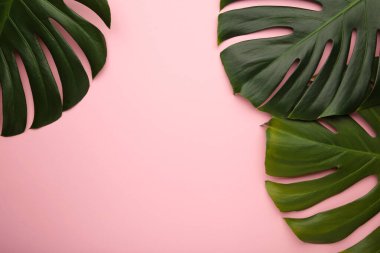 Pembe arka planda tropik yapraklar. Mesaj için yer var. Düz yatış, üst görünüm