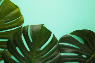 Nane arkaplanda tropik bir Monstera bırakır. Mesaj için yer var. Düz yatış, üst görünüm