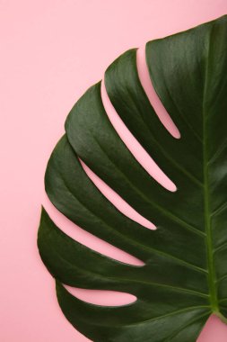 Pembe arka planda Canavar bitkisinin büyük yeşil yaprağı. Makro fotoğraf. Üst görünüm