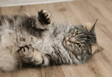 Maine Rakun Kedisi arka planda yatıyor. Üst görünüm