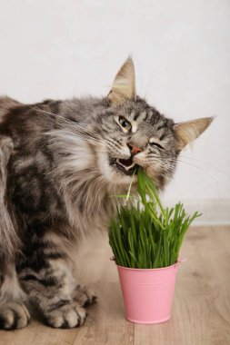 Tatlı kedi arka planda taze yeşil çimen yiyor. Üst Manzara. Dikey fotoğraf