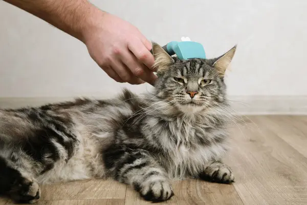 Cat owner using a brush for keep their hair from becoming tangled or matted. To minimize the amount of cat hair that escapes onto your clothes and to prevent your pet\'s fur from matting.