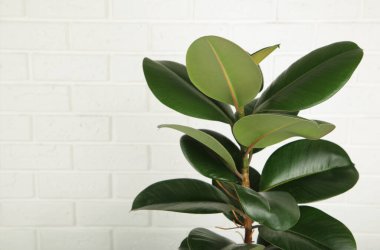 Ficus elastica robusta bitkisi, yaygın olarak lastik ağaç olarak bilinir, parlak yuvarlak yeşil yapraklarla. Tüm bitki hafif bir arkaplanda.