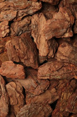 Çam ağacı kabuğu. Dikey fotoğraf. Mesaj için yer var. en üstteki görünüm