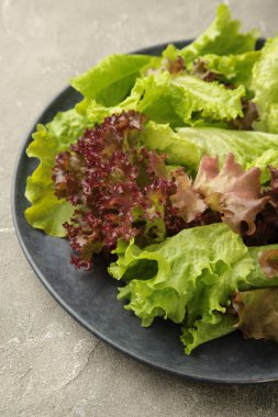 Gri beton arka planda taze kırmızı ve yeşil marul. Üst görünüm