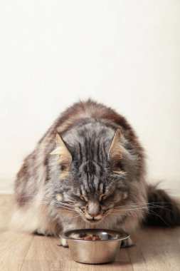 Mutfak fayanslarının arkasındaki alüminyum konteynırdan ıslak yemek yiyen kedi. Aç kedi ağızlığını yalıyor, yemekten zevk alıyor. Üst görünüm