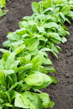 Ev bahçesinde taze ıspanak. Üst görünüm