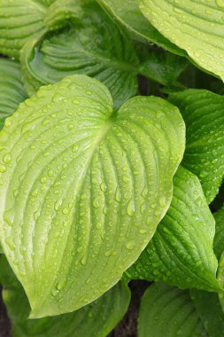 Yağmur yağdıktan sonra yeşil bitki yaprakları üzerinde yağmur damlacıklarının arkaplanı. Tazelik kavramı. Üst görünüm