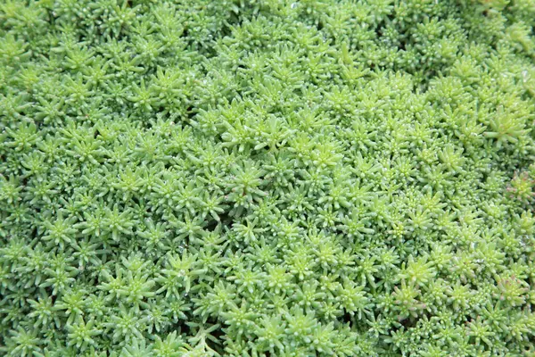 Sedum bitkisi, yeşil yaprakların doğal arka planı. Üst görünüm