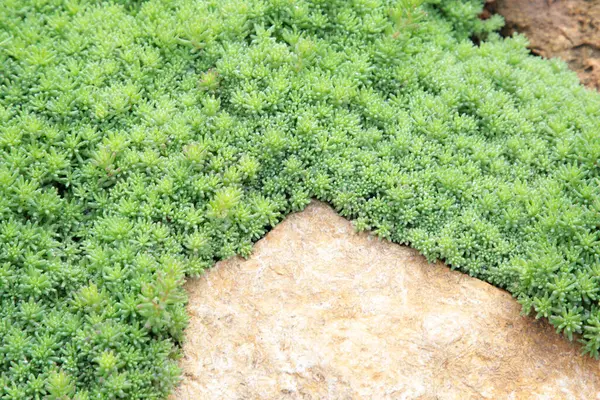 Sedum bitkisi, yeşil yaprakların doğal arka planı. Üst görünüm