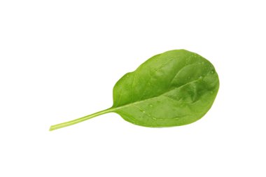 Beyaz arka planda izole edilmiş taze yeşil ıspanak yaprakları yığını. en üstteki görünüm