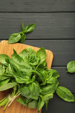 Siyah arka planda yeşil fesleğen ağacı. Üst görünüm