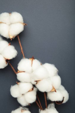 Koyu mavi arka planda beyaz pamuk çiçekli bir dal. Üst görünüm