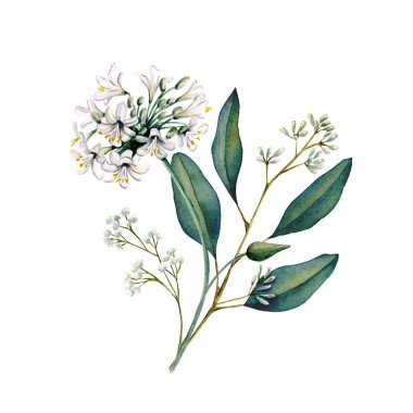 Suluboya çiçek buketi, kompozisyon, yeşil yapraklı, pembe çiçekler. Düğün davetiyeleri, duvar kağıtları, moda için. Gül, manolya, yeşil yapraklar, agapanthus. Beyaz arkaplanda resimler