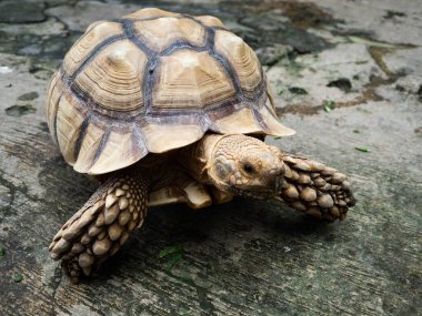 Hayvanat bahçesindeki büyük bir kaplumbağanın yakın çekimi.