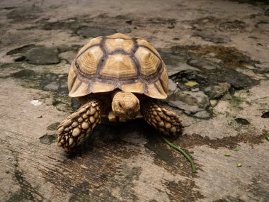 Hayvanat bahçesindeki büyük bir kaplumbağanın yakın çekimi.