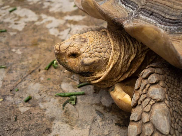 Närbild Skott Stor Sköldpadda Djurparken — Stockfoto