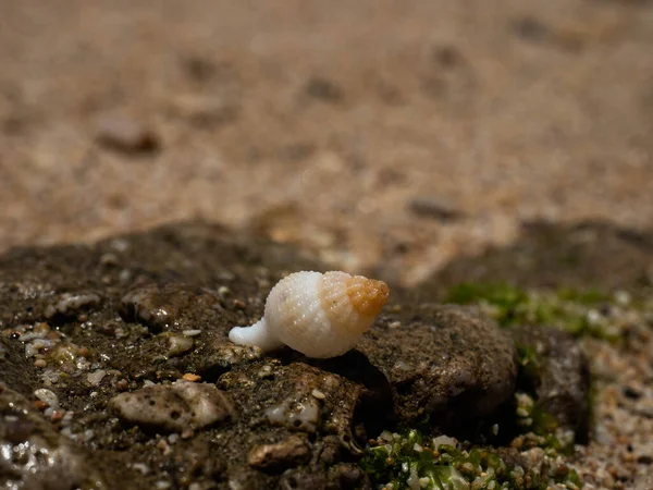 Nahaufnahme Einer Muschel Auf Einem Felsen Strand — Stockfoto