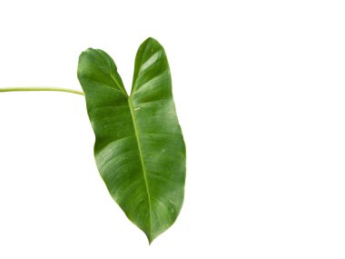 Monstera yapraklarının kapalı çekimleri izole edilmiş beyaz arka planda