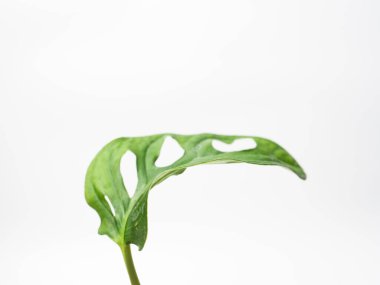 Monstera yapraklarının kapalı çekimleri izole edilmiş beyaz arka planda