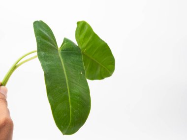 Monstera yapraklarının kapalı çekimleri izole edilmiş beyaz arka planda