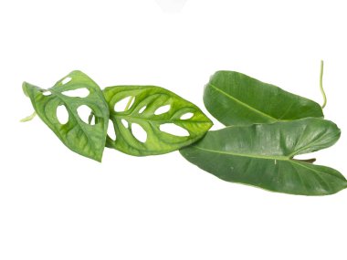 Monstera yapraklarının kapalı çekimleri izole edilmiş beyaz arka planda