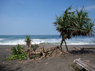 Endonezya 'nın Bali adasında palmiye ağaçları olan tropik plaj