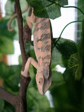 Bukalemun hayvanat bahçesinde bir dalda, fotoğrafa yakın.