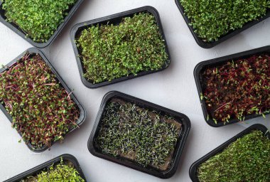 Konteynırda mikroyeşil karışımı. Sağlıklı süper yiyecekler. Üst görünüm