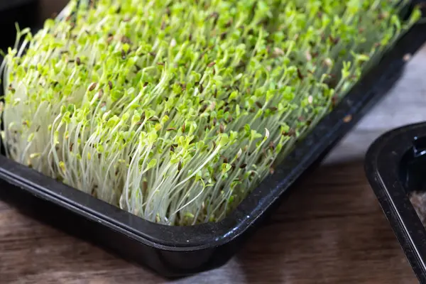 Mischung Aus Microgreens Behälter Gesundes Superfood Ansicht Von Oben Stockbild