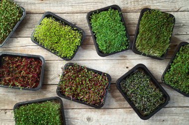 Konteynırda mikroyeşil karışımı. Sağlıklı süper yiyecekler. Üst görünüm