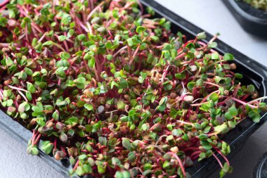 Konteynırda mikroyeşil karışımı. Sağlıklı süper yiyecekler. Üst görünüm