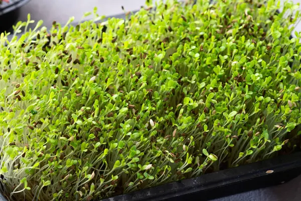 stock image Mix of Microgreens in container . Healthy superfood . Top view