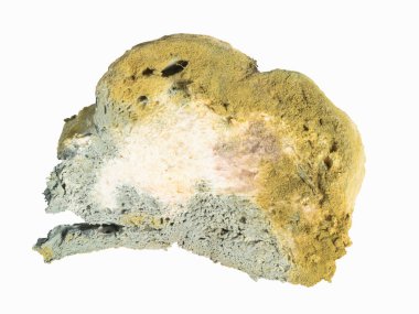 Küf bakterisiyle birlikte ekmek. Makro fotoğrafçılık. Kırpma yolu ile beyaz arkaplanda izole