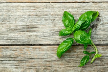 Basil arka plan fotoğrafçılığını bırakıyor. en üstteki görünüm