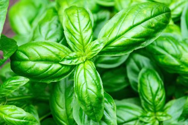 Basil arka plan fotoğrafçılığını bırakıyor. en üstteki görünüm