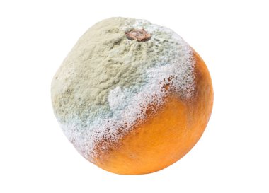 Beyaz arka planda çürük portakal izole edilmiş. Kalıplı gıda