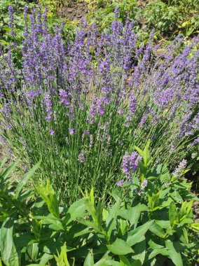 Yaz. Lavanta. Romantizmin sembolü olan parlak çiçekler, Provence. Evin yanındaki çiçekler.