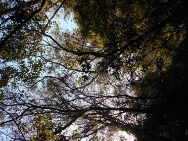 Ramos arboles cielo hojas