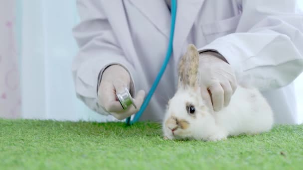 女性獣医師は 聴診器でウサギの健康をチェックします サービスのための獣医クリニックでのペット 医師は 獣医クリニックでの任命中にウサギを調べます — ストック動画
