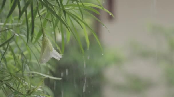 Blisko Deszcz Świeży Zielony Liść Obfite Opady Deszczu Nad Liśćmi — Wideo stockowe