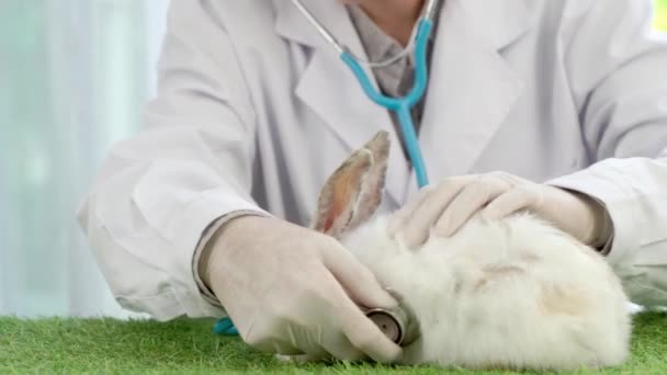 수의학자는 토끼의 상태를 청진기로 조사하고 수의학 병원의 동물은 치료를 의사는 — 비디오
