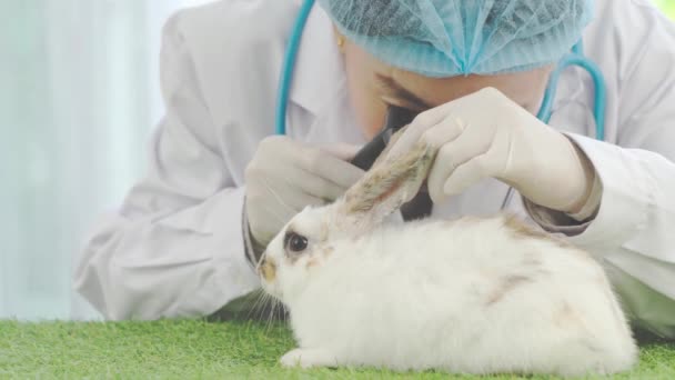 Veterinaria Controllare Salute Del Coniglio Con Stetoscopio Animali Domestici Clinica — Video Stock