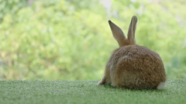 Little Rabbit Sitting Playing Green Grass Cute Rabbit Meadow Garden — Stockvideo