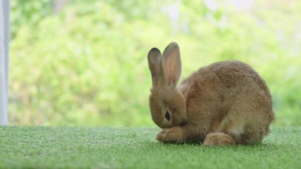 Pequeño Conejo Limpiándome Hierba Verde Lindo Conejo Prado Fondo Naturaleza — Vídeo de stock