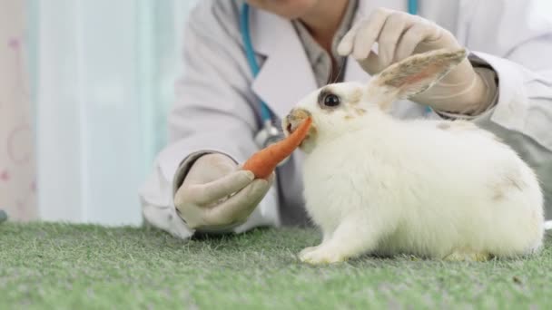 Der Tierarzt Füttert Süße Weiße Kaninchen Mit Möhren Niedliche Kleine — Stockvideo