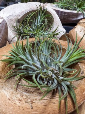 Hindistan cevizi kabuğunda Bromeliad çiçekleri